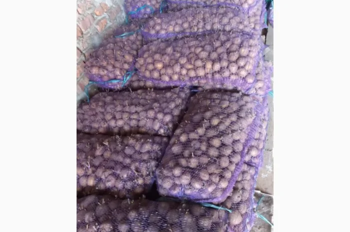 Продается картофель Рів'єра второй репродукции- фото № 1