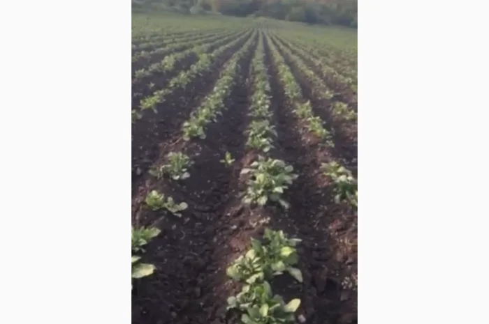 Продается картофель Рів'єра второй репродукции- фото № 2