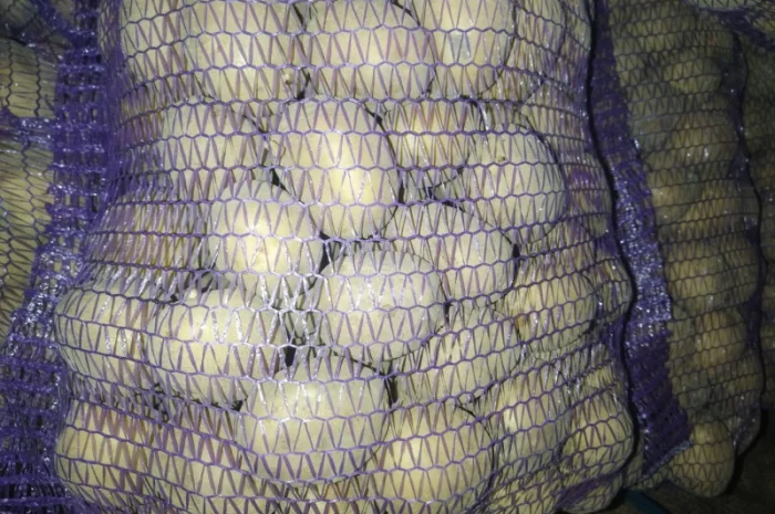 Продам товарну картоплю- фото № 2