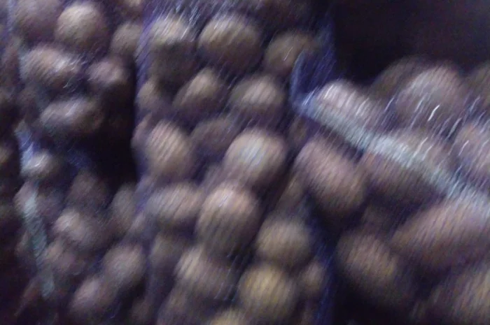 Продам товарну картоплю- фото № 4