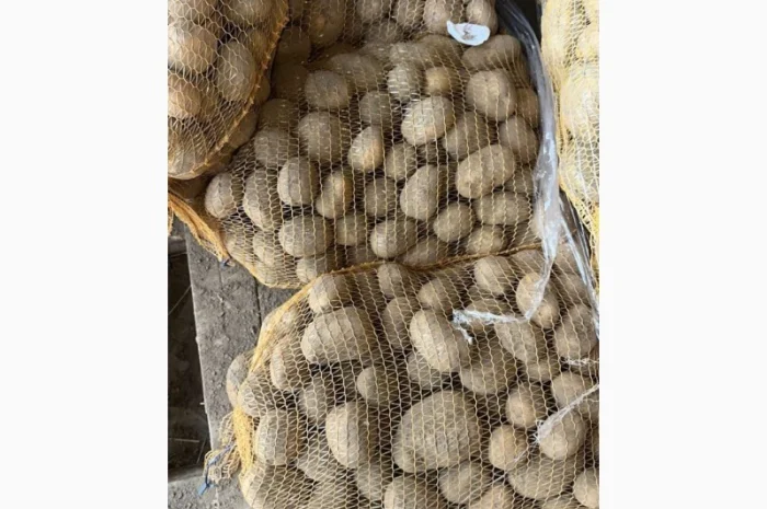 Продам картоплю- фото № 1