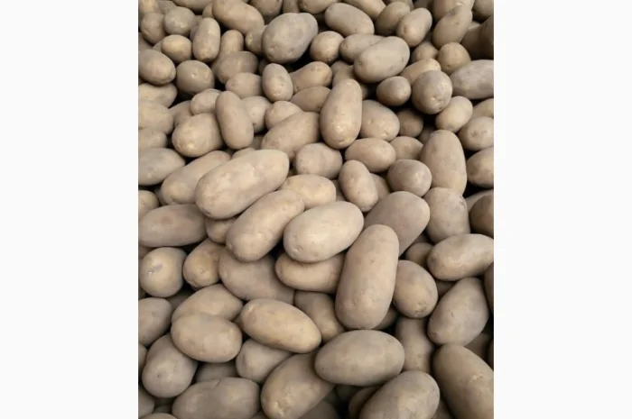 Продам товарну картоплю- фото № 1
