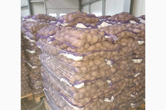 Продам товарну картоплю- фото № 2