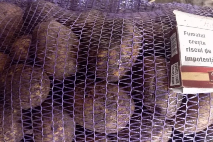 Продам бюджетну картоплю сортів Беллароза та Мелодія оптом від 20 тонн- фото № 1