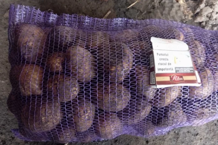 Продам бюджетну картоплю сортів Беллароза та Мелодія оптом від 20 тонн- фото № 2