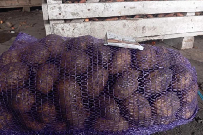 Продам бюджетну картоплю сортів Беллароза та Мелодія оптом від 20 тонн- фото № 3