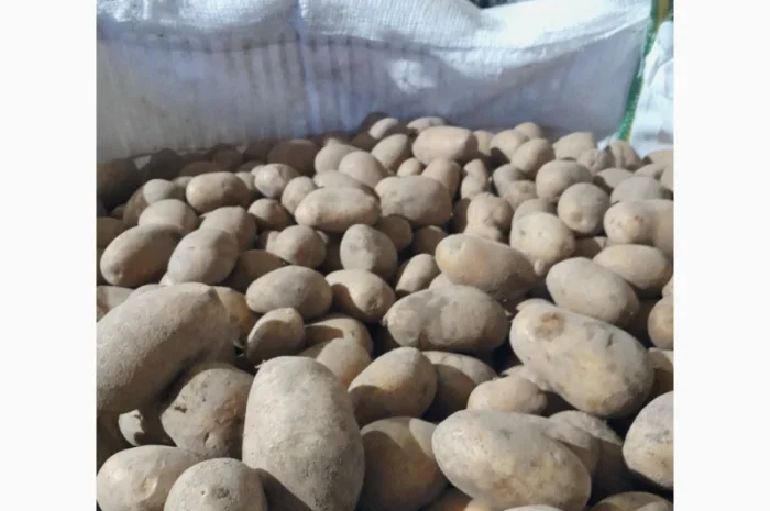 Продам картоплю- фото № 1