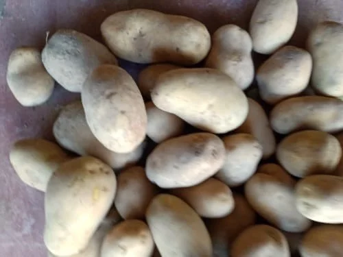 Продаж картоплі опт / власний імпорт / з ПДВ (Сорая, Гранада, Королева Анна.)- фото № 1