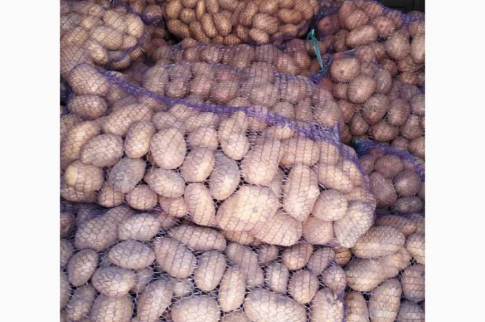 Продам картофель Беларосса- фото № 1