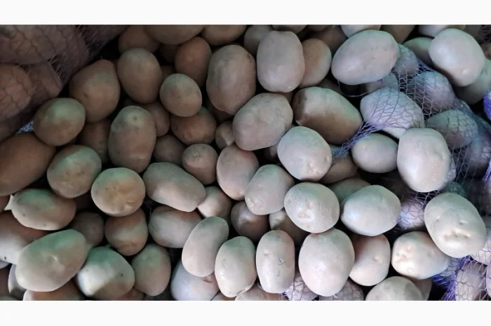 Продам картоплю- фото № 4