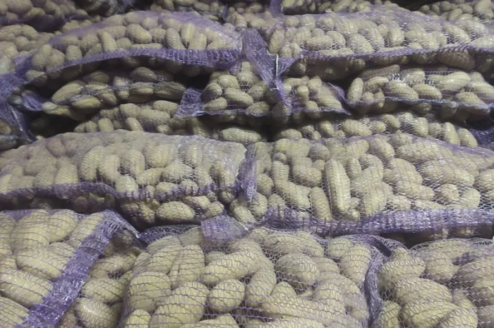 Картофель сорт Гранада- фото № 2