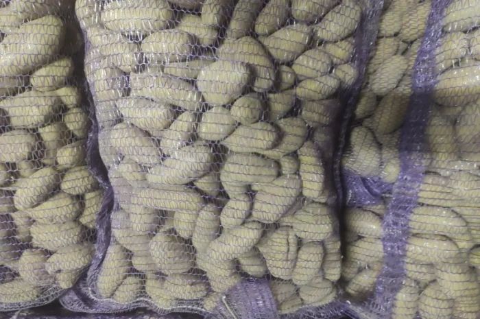 Картофель сорт Гранада- фото № 3