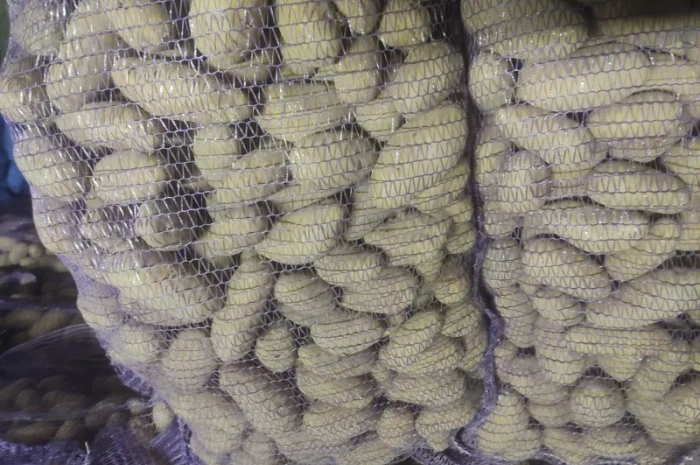 Картофель сорт Гранада- фото № 4