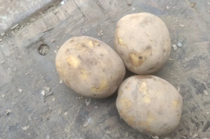 Продам товарный картофель Виктория- фото № 1