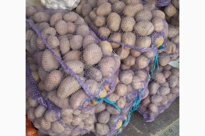 Продам картоплю в рівному- фото № 1