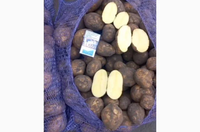 Куплю картофель- фото № 1