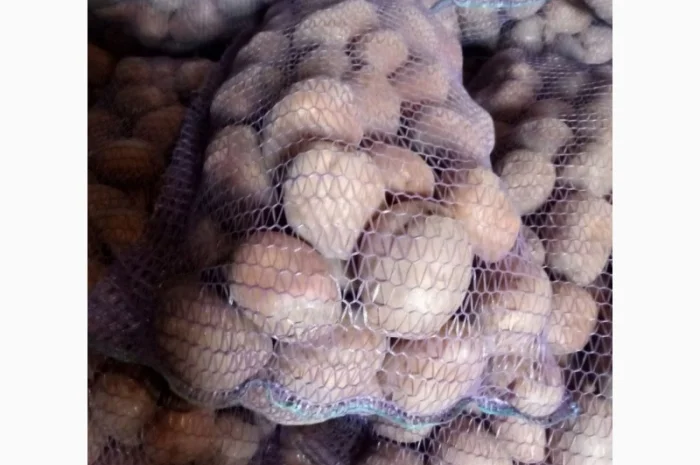 Продам картоплю в рівному- фото № 1