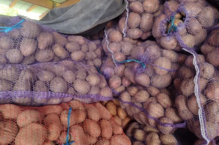 Продам картоплю- фото № 2