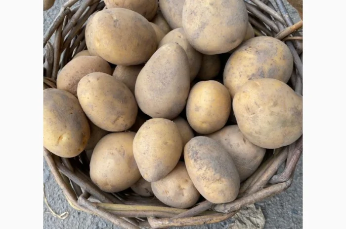 Продам картоплю сорт Ривьера- фото № 1
