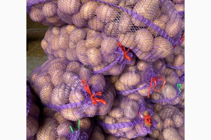 Продам картоплю сорт Ривьера- фото № 2