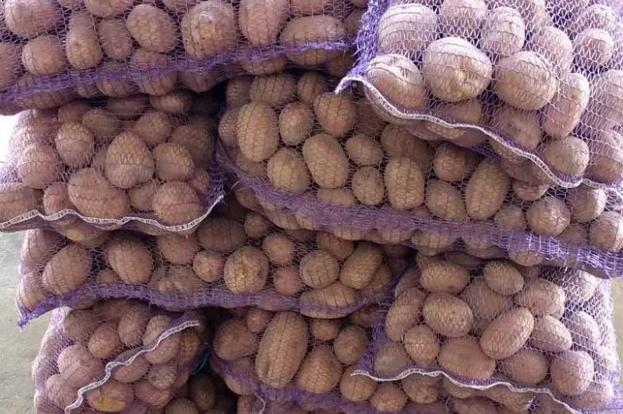 Картошка кортофел- фото № 1