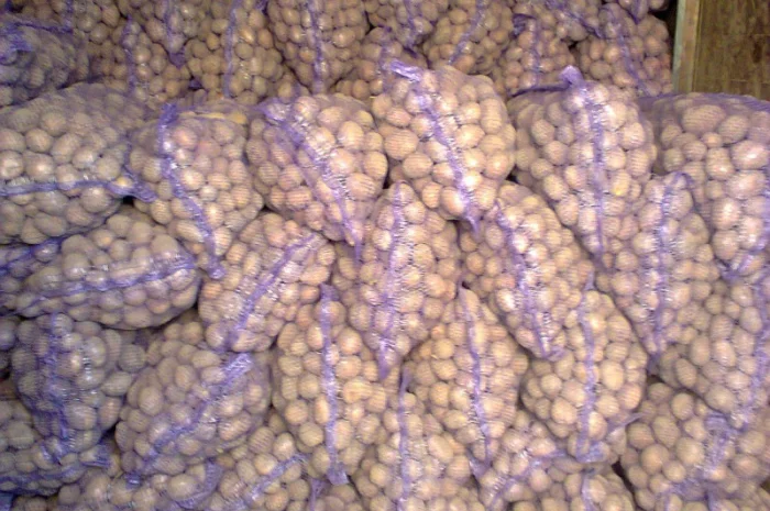 Картошка кортофел- фото № 2