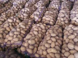 Картопля- фото № 1