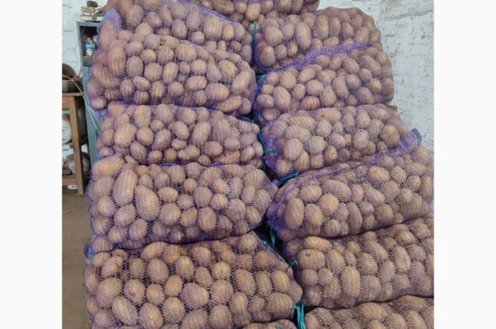 Продам картофель отличного качества- фото № 3