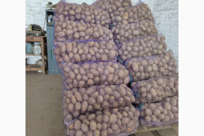 Продам картофель отличного качества- фото № 4