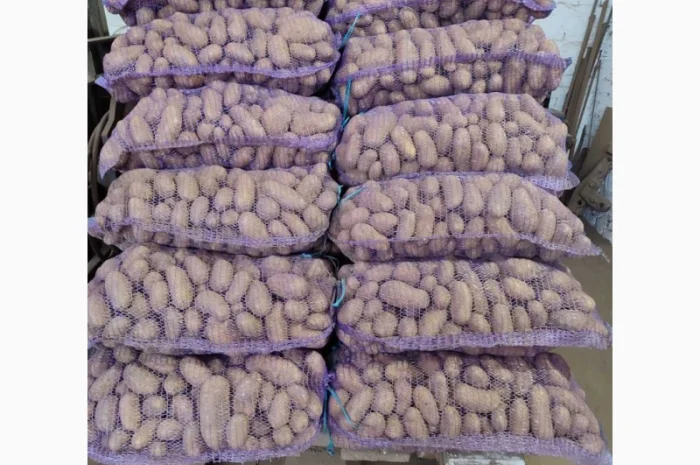 Продам картофель отличного качества- фото № 1