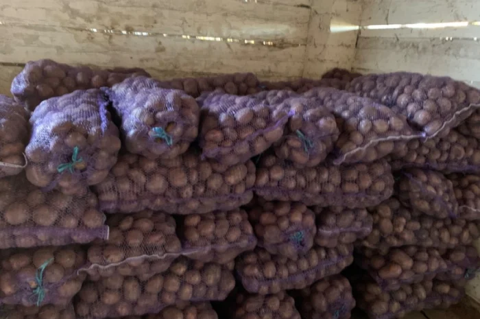 Продам велику картоплю- фото № 1