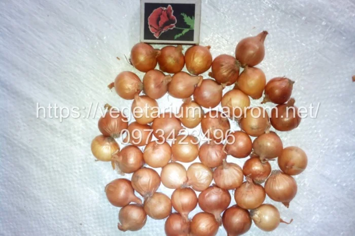 Лук севок, тыканка, сорт Штутгарт- фото № 1