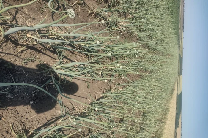 Продам семена лука Штутгарт- фото № 1