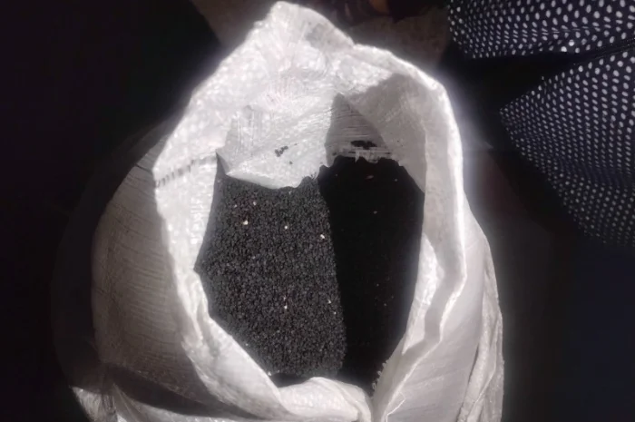 Продам семена лука Штутгарт- фото № 2