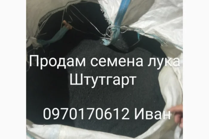 Продам семена лука Штутгарт- фото № 3