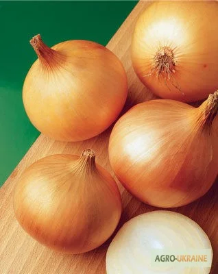 Продам семена Лук Халцедон- фото № 1