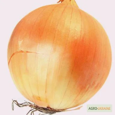 Продам семена Лук Золотистый- фото № 1