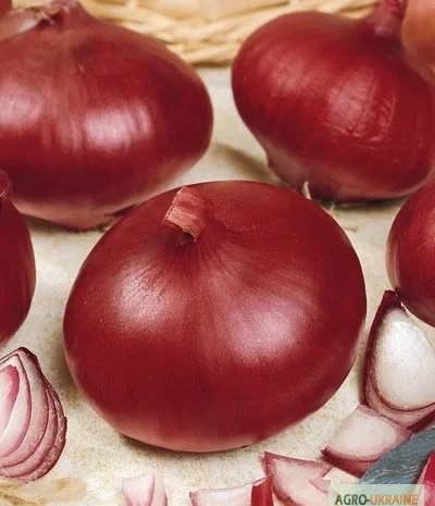 Продам семена Лук Рубин- фото № 1