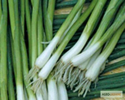 Продам семена Лук на перо Энтита- фото № 1