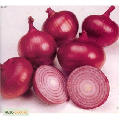 Продам семена Лук полуострый Веселка- фото № 1