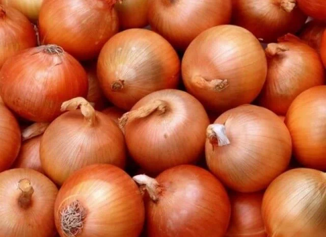 Продам семена Лук Глобус- фото № 1