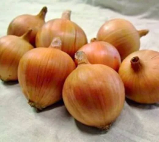 Продам семена лука Амфора F1- фото № 1