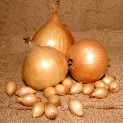 Лук севок «Голиат Стурон»- фото № 2