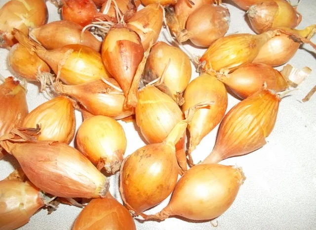 Лук севок «Голиат Стурон»- фото № 3