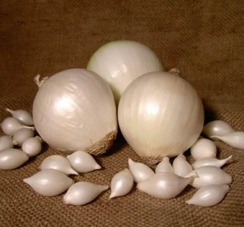 Лук-севок «gledstone» глэдстоун "- фото № 1