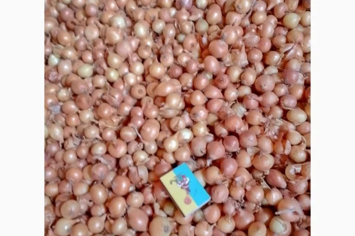 Продается лук-севок- фото № 1