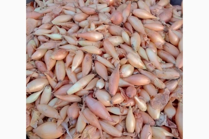 Продается лук-севок- фото № 2