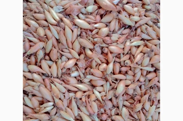 Продается лук-севок- фото № 11