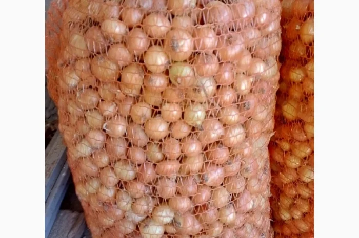 Продается лук-севок- фото № 10