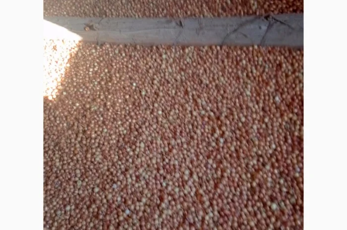 Продается лук-севок- фото № 8